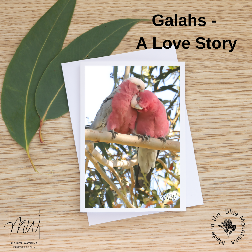 Blank Greeting Card - Galahs - A Love Story - Photo