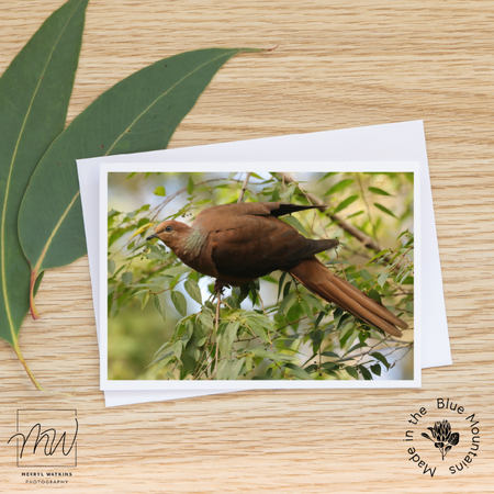 Blank Greeting Card - Brown Cuckoo-Dove Photo