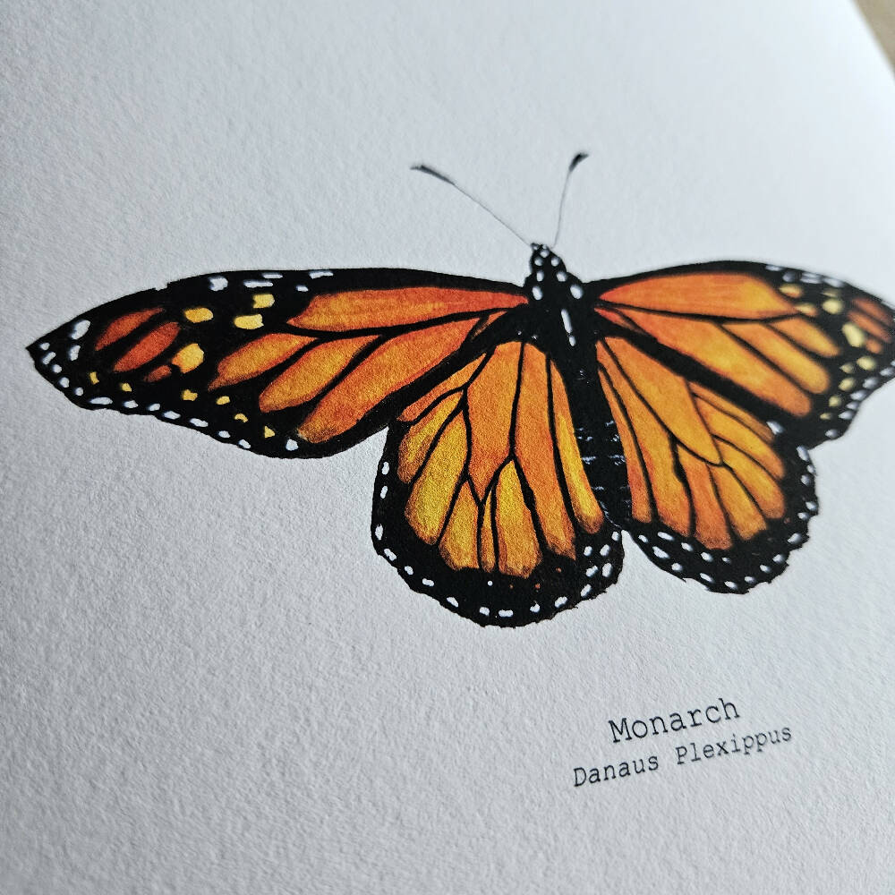 the fauna series - monarch butterfly