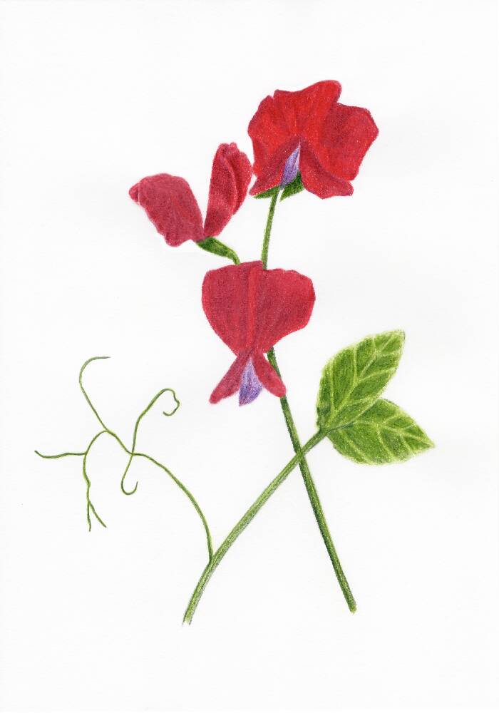 Sweet Pea Art Print