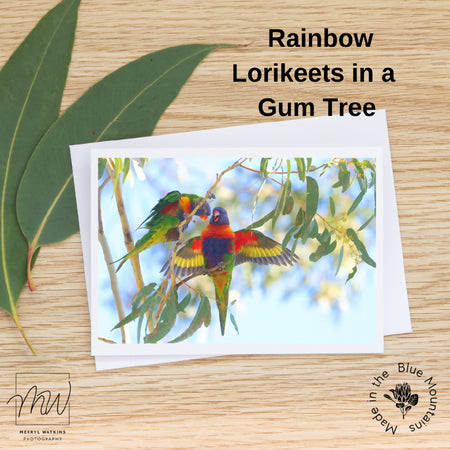 Greeting Card - Blank - Rainbow Lorikeets in a Gum Tree - Photo