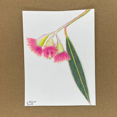 Dreamy Flowering Gum - Mini Drawing