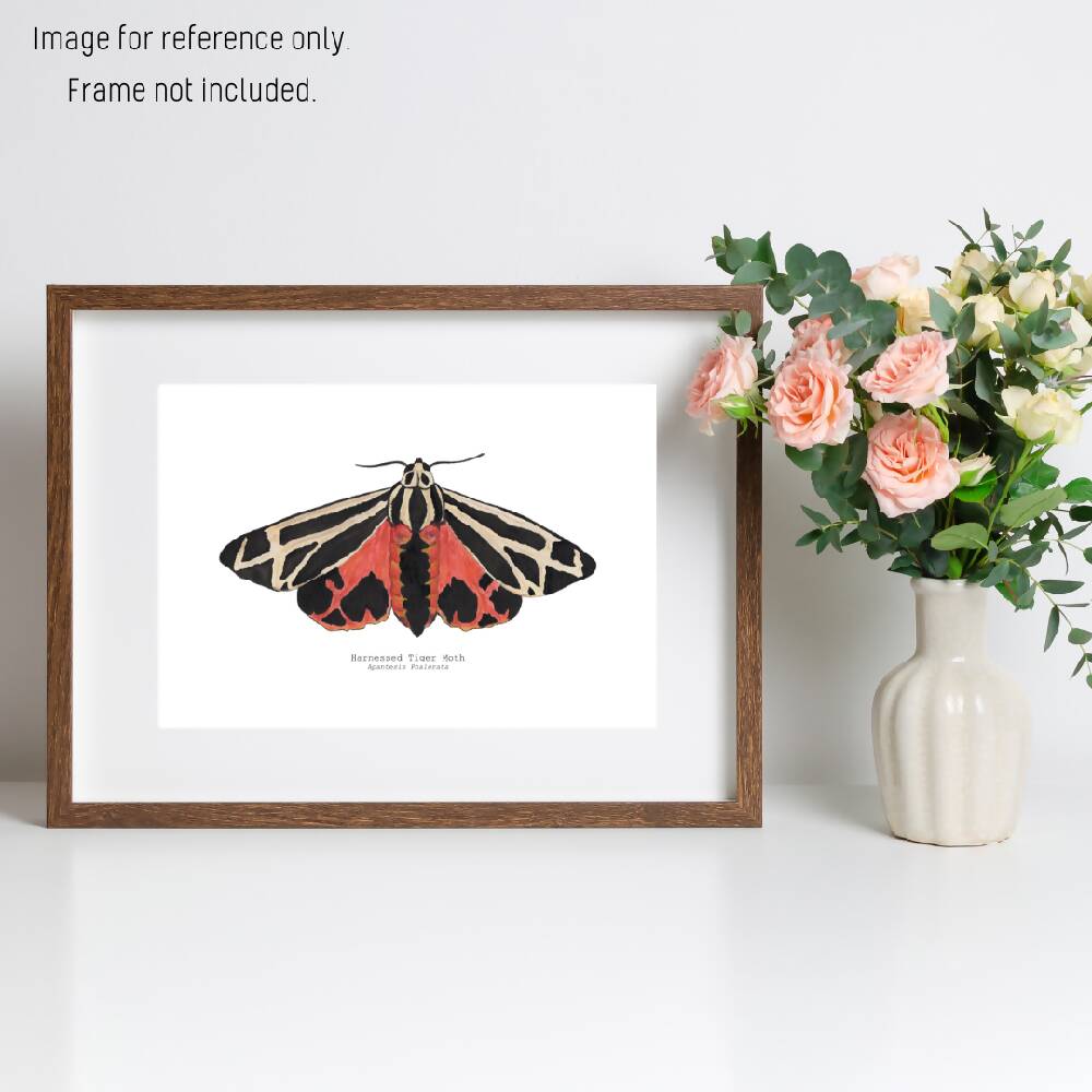 the fauna series - harnessed tiger moth