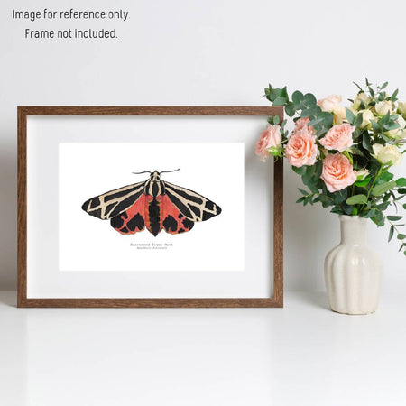 Watercolour Art Print - The Fauna Series - 'Harnessed Tiger Moth'