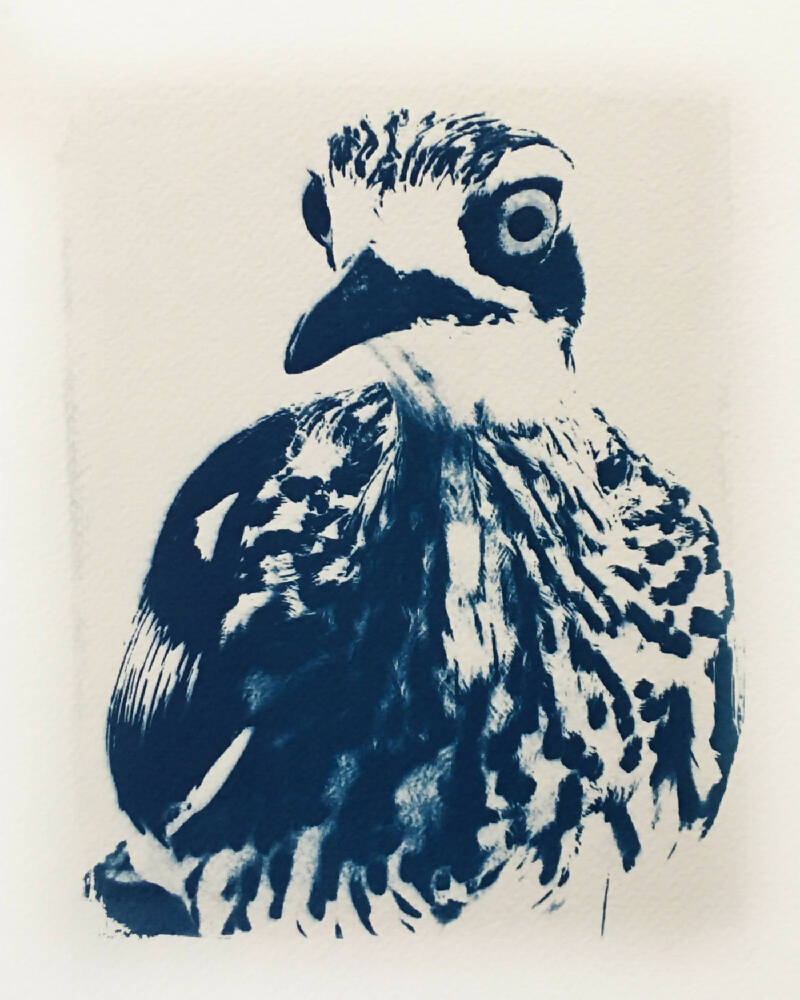 Bush Stone Curlew, Bird Art Print, Original Cyanotype, 8x10 inch