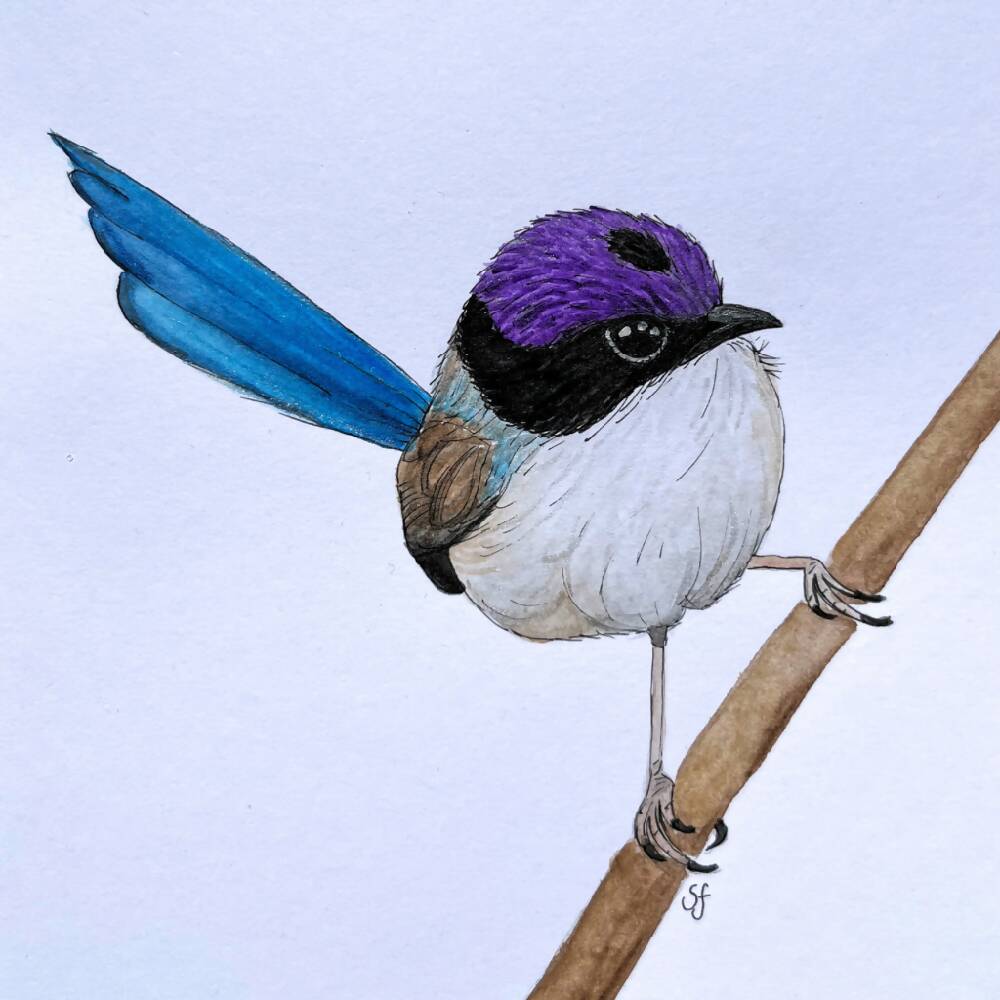 Purple-crowned fairy wren frame