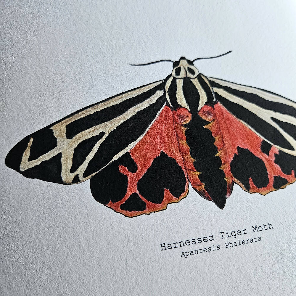 the fauna series - harnessed tiger moth