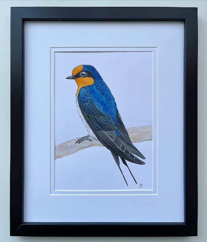 Welcome swallow frame