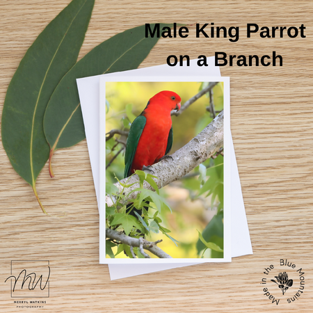 Blank Greeting Card - Male King Parrot on a Branch Photo