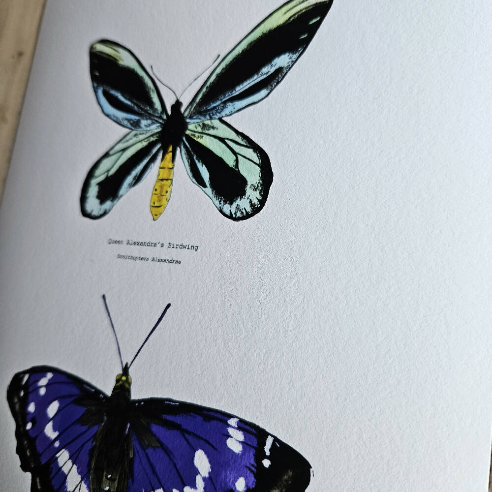 the fauna series - cool hued butterfly duo