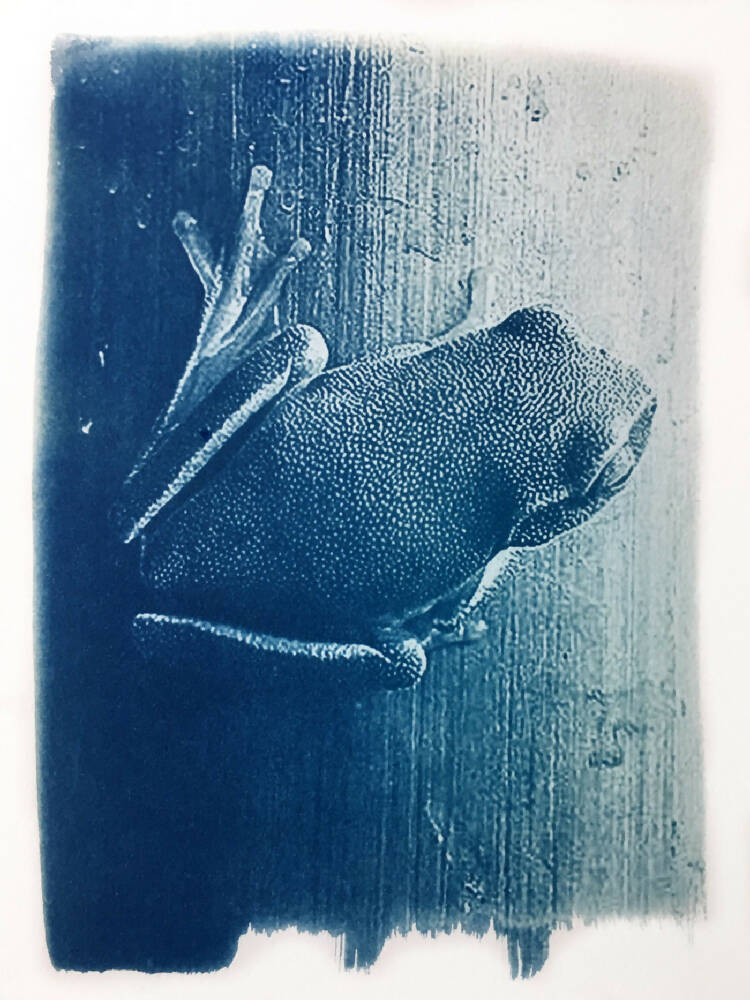 Frog Print, Original Cyanotype, Frog Picture, 8x10 inches, Wildlife Print