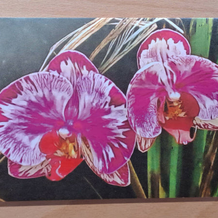 Bright Pink Orchid Greeting Card