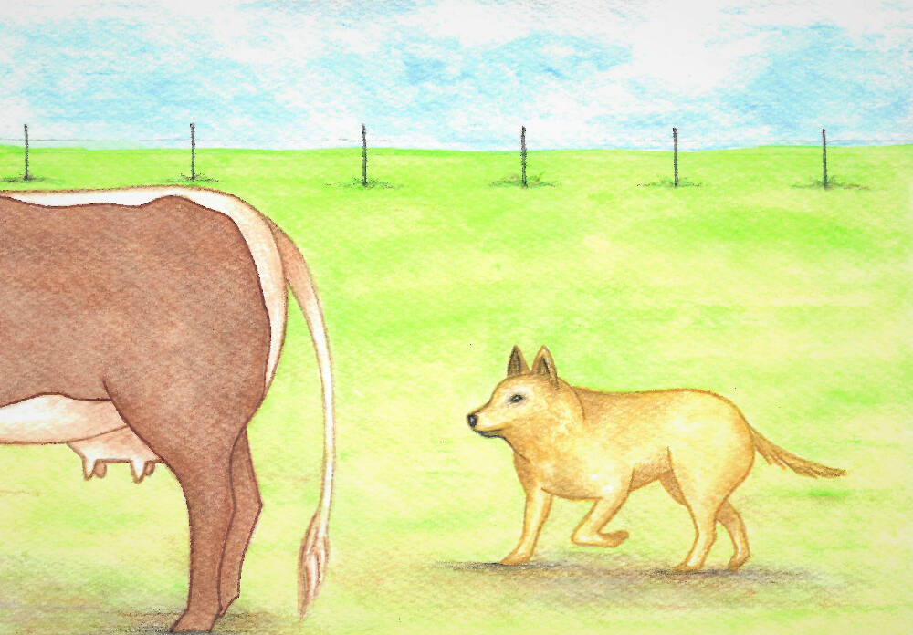 chasing rabbit 2