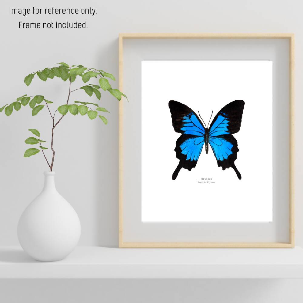 the fauna series - ulysses butterfly
