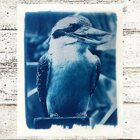 Kookaburra Art Print, Original Cyanotype, 8x10 inch Bird Art Print