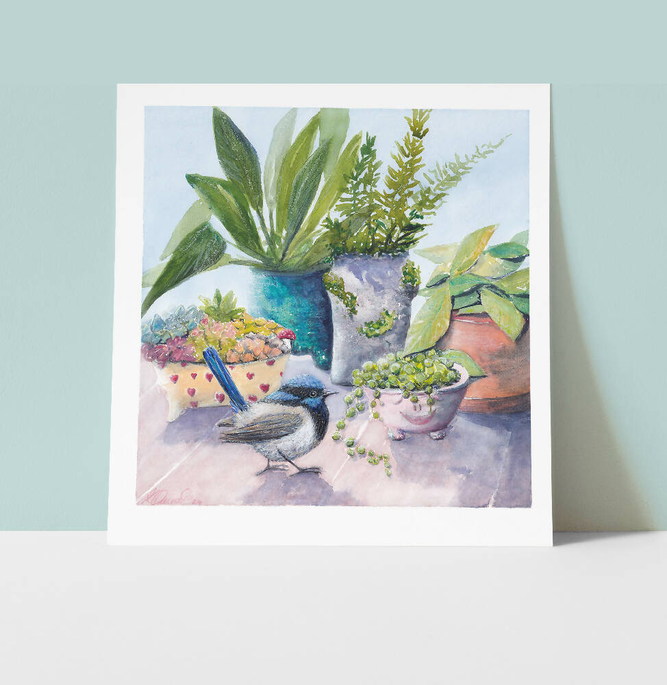 Superb Blue Wren and Pot Plants Fine Art Print by Ark Hill Studio