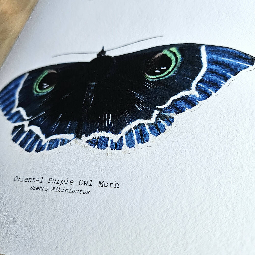 the fauna series - oriental purple owl moth