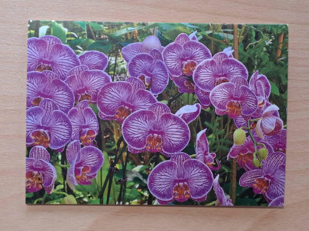 Purple Orchid, Blank Greeting Card
