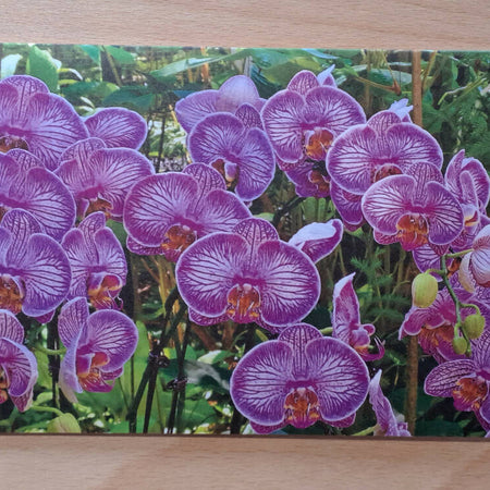 Purple Orchid, Blank Greeting Card