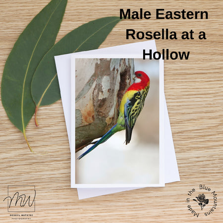 Blank Greeting Cards - Eastern Rosella at a Hollow Photo