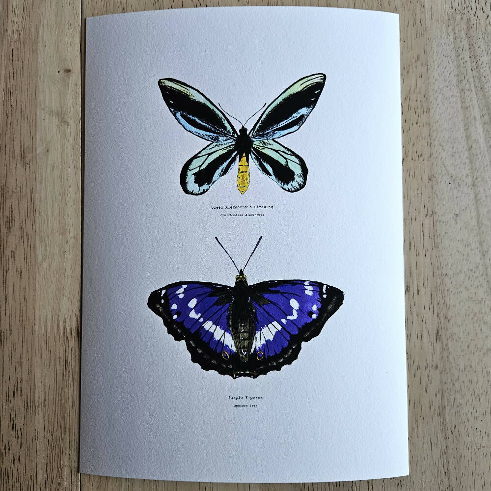 the fauna series - cool hued butterfly duo