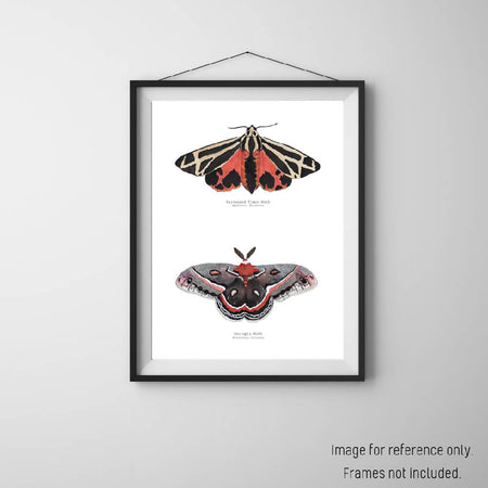 Watercolour Art Print - The Fauna Series - 'Warm Hued Moth Duo'