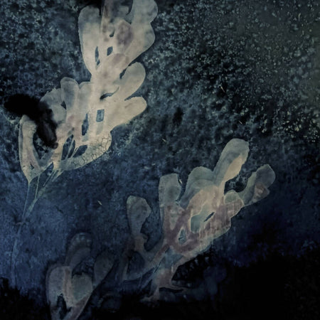 Seaweed-original wet cyanotype