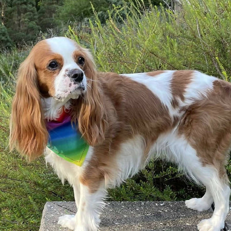 Dog Pet Bandana Rainbow Over Collar 3 Sizes