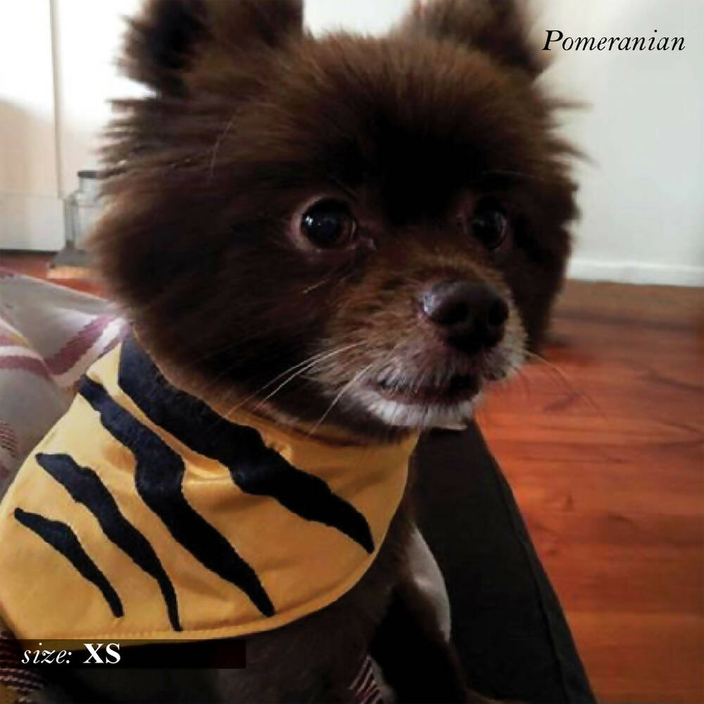 gold bandana_model_xs with text_low res