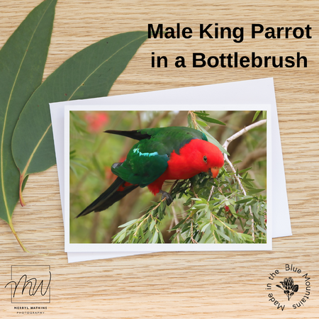 Blank Greeting Card - Male King Parrot in a Bottlebrush Photo