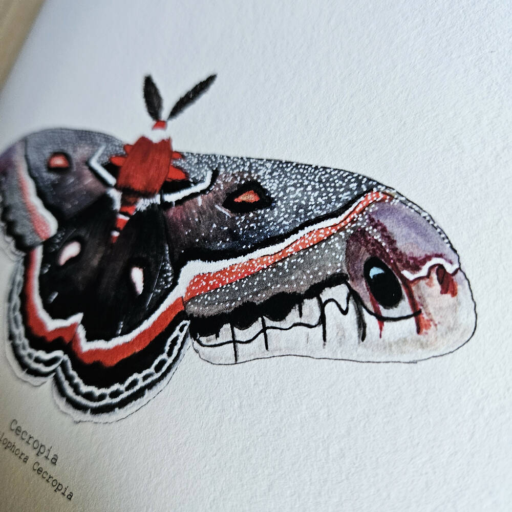 the fauna series - cecropia moth