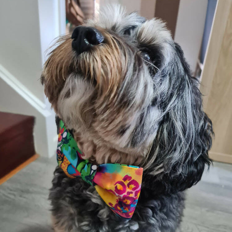 Pet Collar Bows - Colourful Abstract - Fabric Elastic Loops - Hair Bow