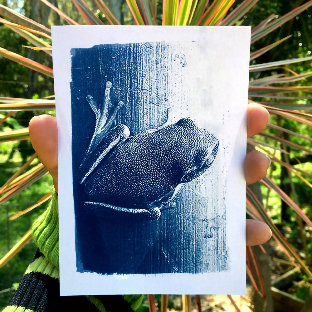 Frog Art Print, Original Cyanotype, Postcard Size Frog Artwork