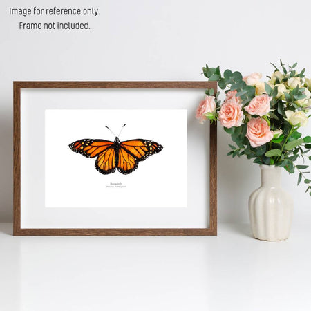 Watercolour Art Print - The Fauna Series - 'Monarch Butterfly'