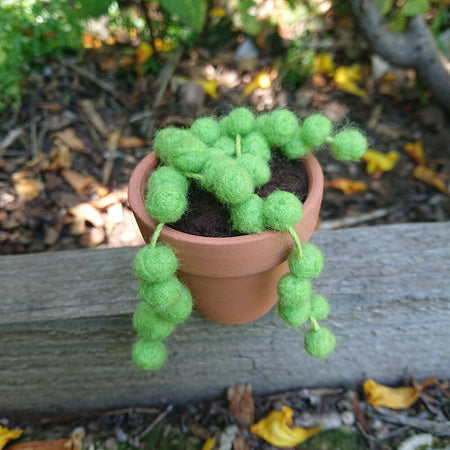 Needle Felted Succulent in Pot - String of Pearls