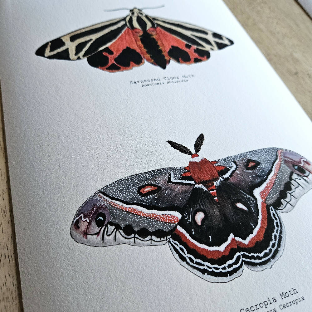 the fauna series - warm hued moth duo