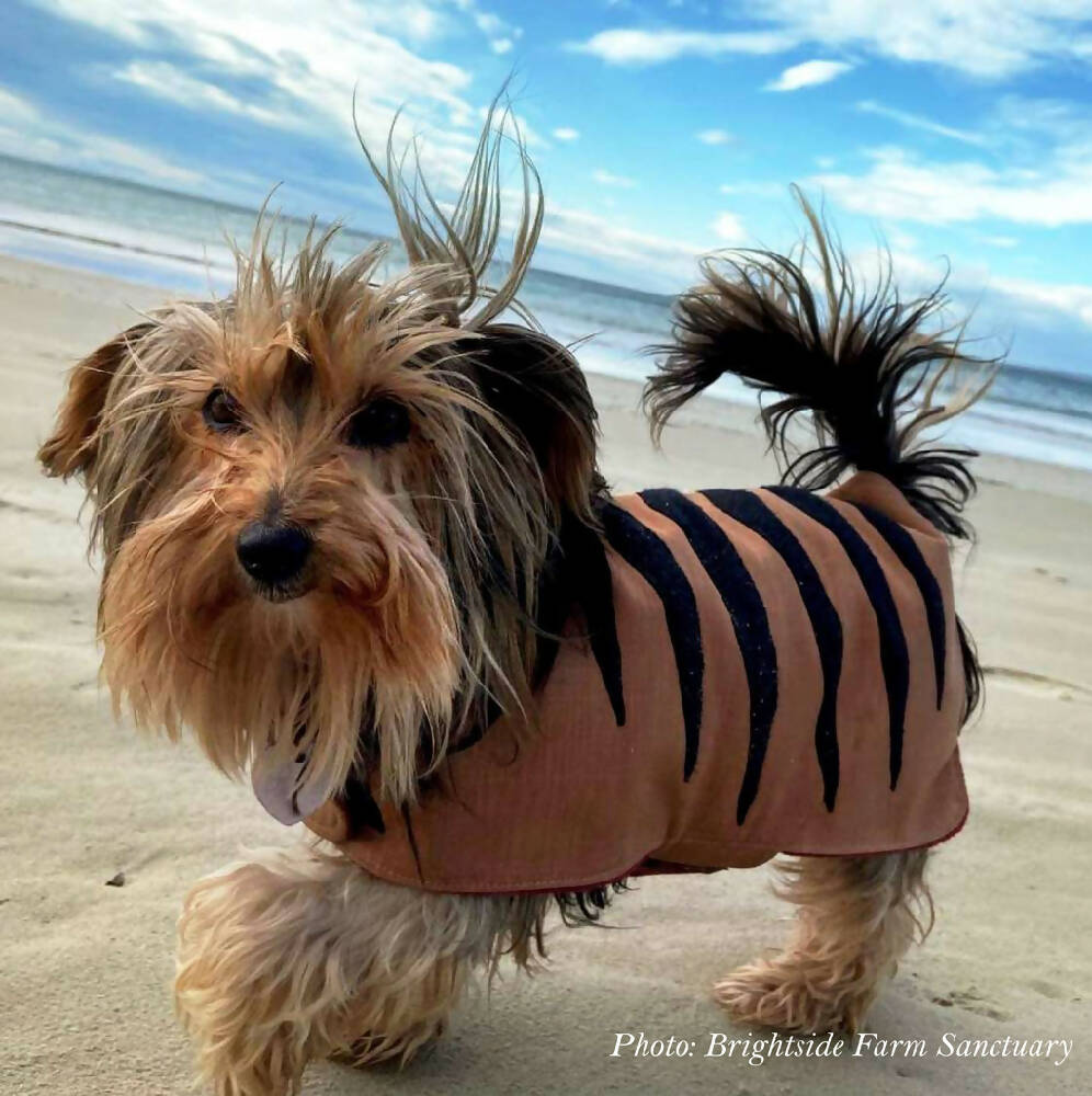 cute dog copper_model_small_low res