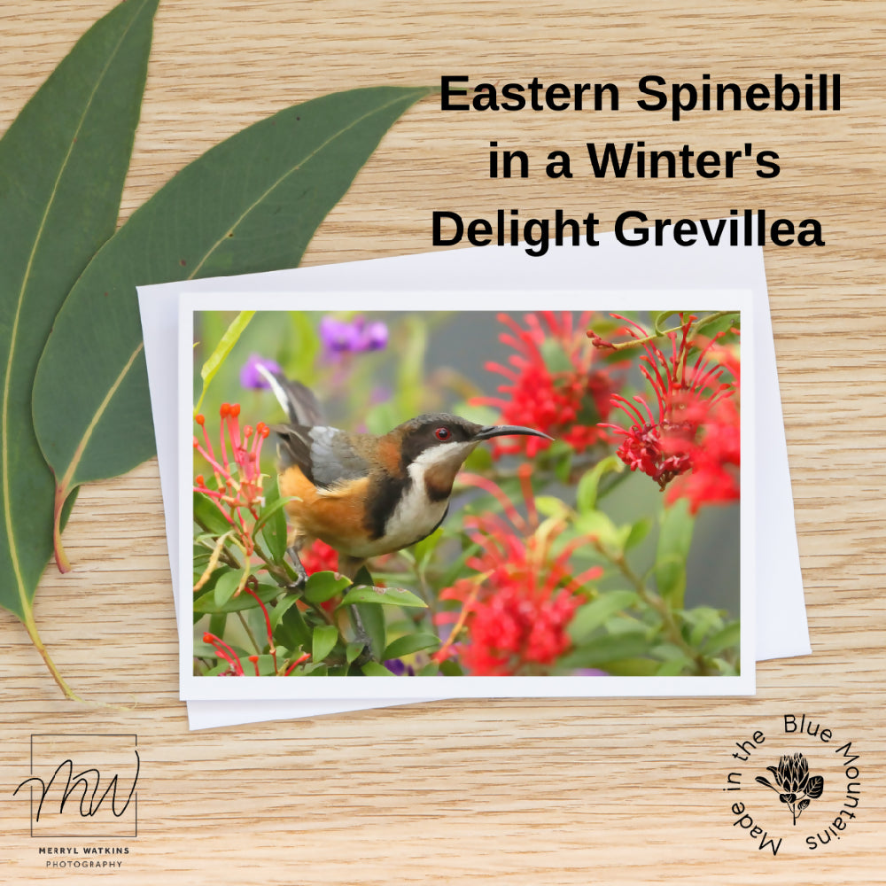 Blank Greeting Card - Eastern Spinebill in a Winter's delight Grevillea - Photo