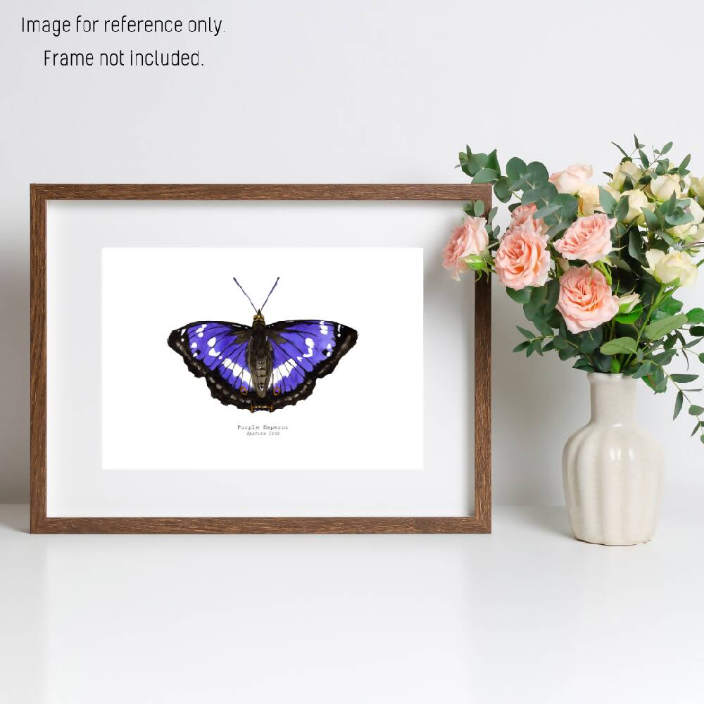 the fauna series - purple emperor butterfly