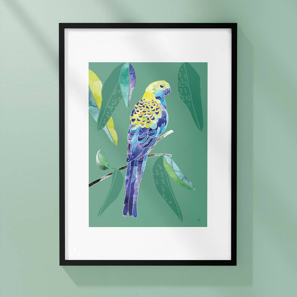 Pale Headed Rosella A3 Solid Black Framed