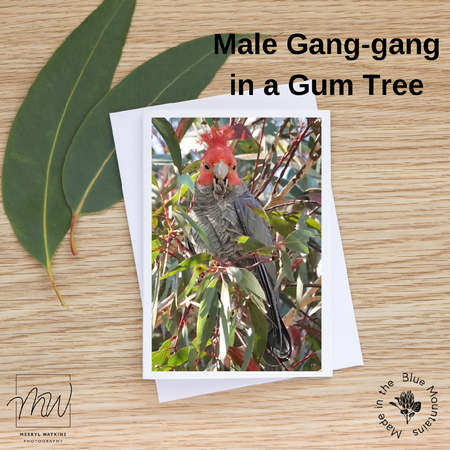 Blank Greeting Card - Male Gang-gang in a Gum Tree Photo