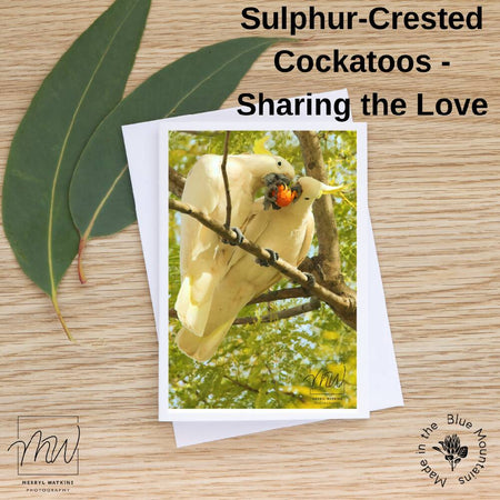 Blank Greeting Card - Sulphur-crested Cockatoos - Sharing the Love - Photo