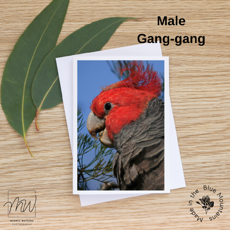 Blank Greeting Card - Male Gang-gang Photo