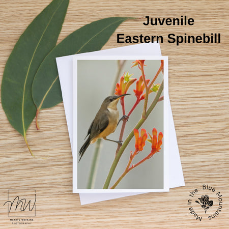 Blank Greeting Card - Juvenile Eastern Spinebill - Photo