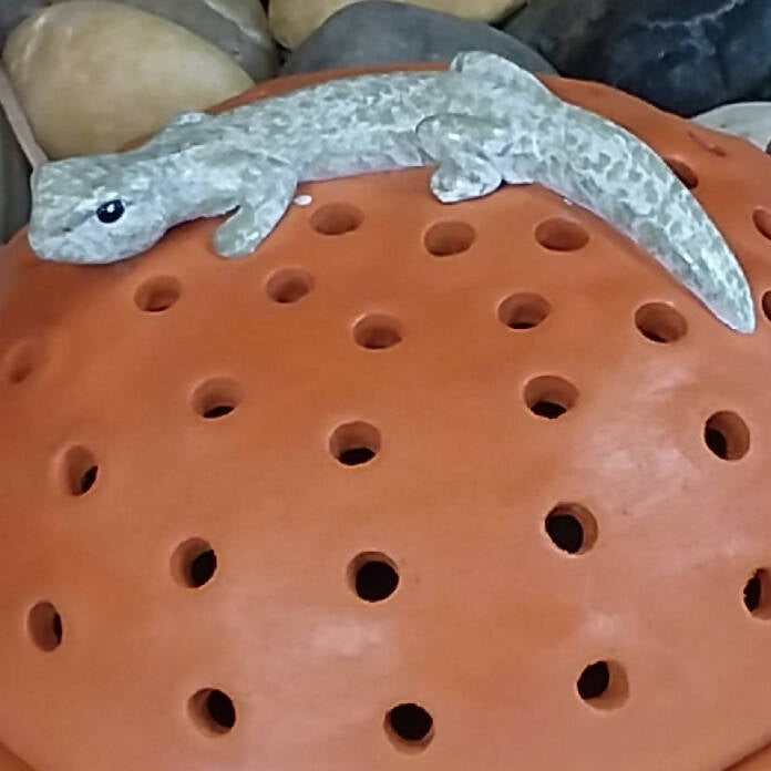 20230912_142718 grey gecko