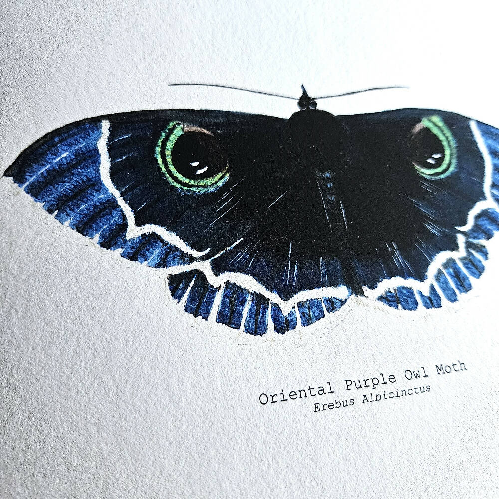 the fauna series - oriental purple owl moth
