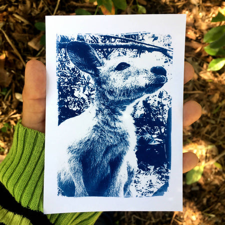 Kangaroo Art Print, Postcard Size Original Cyanotype approx 4x6 inches