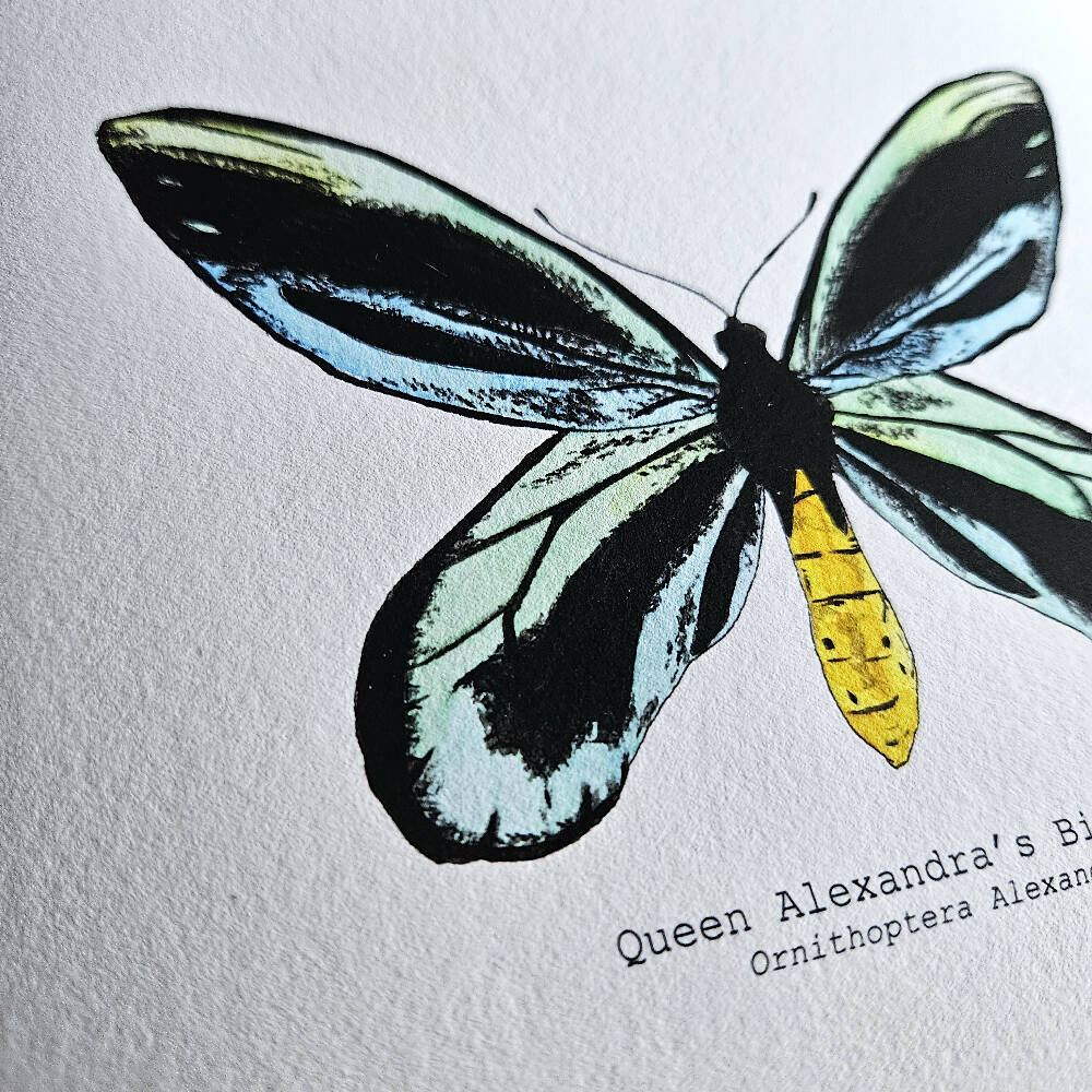 the fauna series - queen alexandras birdwing butterfly
