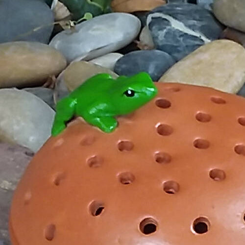20230912_142023frog