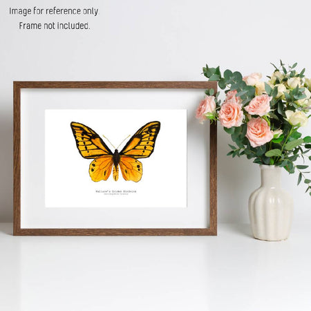 Watercolour Art Print - The Fauna Series - 'Wallace's Golden Birdwing Butterfly'